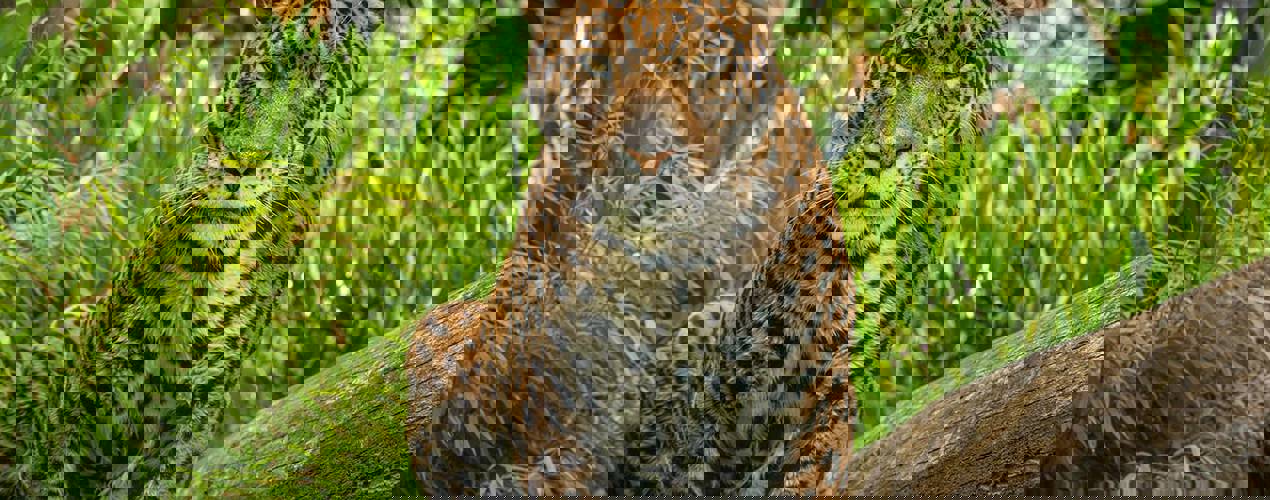 A selection of brochures